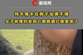西藏拉萨，一只牦牛的角卡在树干动弹不得，女子救援时发现它眼睛通红像是哭了