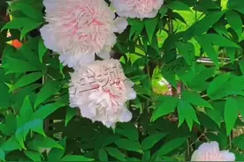 全洛阳仅1株的“银丝贯顶”开放、，游客排半小时看30秒，五六名保安24小时看护#牡丹 #河南dou知道  #珍贵植物 视频封面