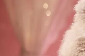 带粉丝来选塞尔凯克卷毛猫，成交了但是... #塞尔凯克卷毛猫#猫咪找家长#猫舍#买猫视频封面
