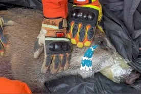 野猪闯入居民家中睡觉，消防员紧急处置 #消防救援现场