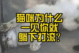 猫咪为什么一见你就躺下打滚？ #萌宠百科 #喵星人 #猫咪 #猫猫冷知识视频封面