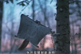 飞鼠：鼠妈妈在废弃地啄木鸟洞穴中诞下了两只幼崽视频封面