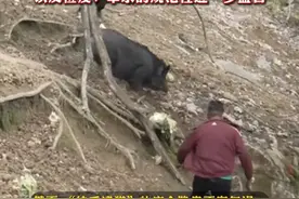 抓到“野猪”可以免费带走？景区：实为野猪与家猪的杂交品种，“徒手逮猎”的成功率不高，今年以来游客逮住杂交野猪9只，官方：将对该项目的安全性以及检疫、宰杀的规范性进一步监管视频封面