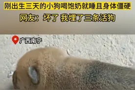 刚出生三天的小狗喝饱奶就睡且身体僵硬，网友：坏了，我埋了三条活狗！（视频来源：卢先森）
