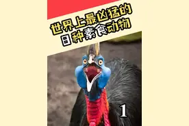 世界上最凶猛的8种素食动物 #自然奇境科普季  #自然给你点颜色看看  #世界之最 #素食动物 #长颈鹿踢狮子