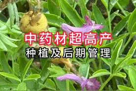 中草药超高产种植施肥管理技术 #服务三农支持三农 #农业技术推广视频封面
