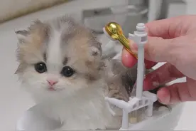 宝宝要洗澡啦~ #小奶猫的点点滴滴 #猫洗澡有多乖 #谁还不是只爱干净的猫猫了 #吸猫 #养猫视频封面