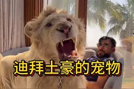 迪拜土豪是如何把猛兽狮子当成宠物的？ #猛兽 #迪拜土豪 #宠物
