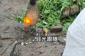 眼镜蛇在鸡舍偷吃鸡蛋，母鸡“复仇”啄蛇尾巴！ （朱芮华 朱凌云）