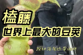 景区里的平安豆，原来是榼藤！雨林里的大树竟依附了这么多物种， 这个世界真是费解又迷人#新知贺岁眼界大开  #欢笑中国年