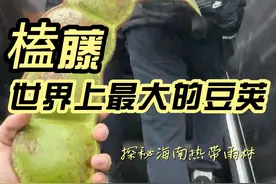 景区里的平安豆，原来是榼藤！雨林里的大树竟依附了这么多物种， 这个世界真是费解又迷人#新知贺岁眼界大开  #欢笑中国年