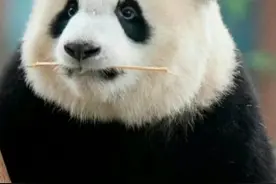 8.8日：熊猫宝宝渝爱没有螨虫眼，只是玩耍时受伤，眼睛周围结视频封面
