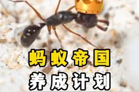 100天前我突发奇想，用一只蚁后建立一个完整的蚂蚁王国