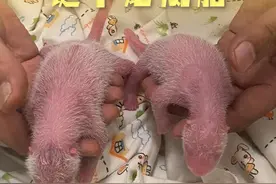 新华社消息｜中央赠港大熊猫“盈盈”诞下龙凤胎视频封面