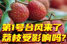 热点追踪｜今年第1号台风“蝴蝶”逼近华南，会影响荔枝吗？#新华访谈  #热点追踪  #又到一年荔枝季 #媒体精选计划视频封面