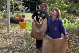 采摘榴莲的过程，看似很危险，实则一点也不安全！ #榴莲 #采摘榴莲 #科普 #涨知识