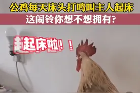 3月9日，河北唐山，#公鸡每天准时在床头打鸣，为主人提供叫醒服务。这样的“闹铃”你想要吗？#有公鸡的叫醒服务是什么体验 @抖音短视频 视频封面