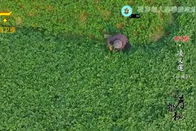 春季多吃红薯叶，对肠胃好！百岁奶奶每天都从自家菜园摘来吃！视频封面
