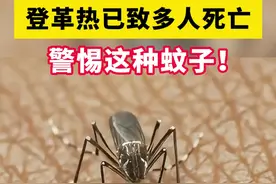 警惕登革热，已致全球多人死亡！看见这种蚊子一定要小心，避免叮咬#登革热 #蚊虫叮咬 #科学预防登革热 #硬核健康科普行动  #听医生一句劝