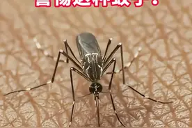 警惕登革热，已致全球多人死亡！看见这种蚊子一定要小心，避免叮咬#登革热 #蚊虫叮咬 #科学预防登革热 #硬核健康科普行动  #听医生一句劝视频封面