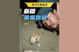 新疆荒漠的傻眼跳鼠和大耳朵刺猬 #亮记生物鉴定