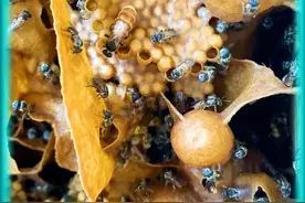 不会蜇人的蜜蜂你见过吗？ 不会蜇人的蜜蜂你见过吗？#科普知识 #冷知识 #奇闻异事 #奇人异象 #科普解说 视频封面