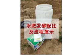 干货！发酵花生麸水肥的配比及发酵流程！#来抖音学农技