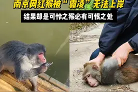南京网红猴被“霸凌”无法上岸，结果却是可怜之猴必有可恨之处！视频封面