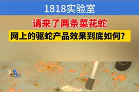 1818实验室 请来了两条菜花蛇 网上的驱蛇产品效果如何#浙江dou知道  #媒体精选计划视频封面