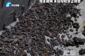 4月3日河南鹤壁，村民家中涌现大量密集小虫！树上、墙角、地上……哪儿哪儿都是，村民：这究竟是什么虫？鸡都不吃它#河南dou知道 #媒体精选计划 #中国节气清明篇视频封面
