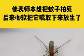 7月6日河南郑州，修表师本想把蚊子拍死，后来心软把它嘴取下来放生了#河南dou知道  视频封面