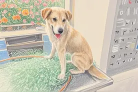 狗狗被铁丝绑住了嘴，被好心大哥成功解救出来！ #画一个故事 #狗狗 #爱护动物 #正能量 #狗狗被铁丝缠绕视频封面