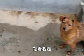 聪明的狗狗遇到了善良的人 #万物有灵 #狗狗视频封面