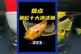 盘点鱼缸十大清洁鱼 ⑶ #观赏鱼 #水族 #清洁鱼视频封面