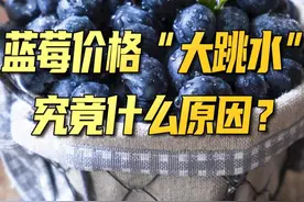 #蓝莓 价格缘何变亲民？视频封面