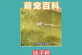 真是什么动物到了我国都会变得可爱？ #神奇动物在抖音 #科普一下 #扬子鳄 #作品同步头条赢激励视频封面