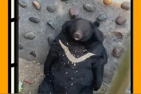 坏了，攀枝花动物园真成了养猪的了。 #攀枝花动物园 #豹警官 #动物园 #动物园里有什么 #动物科普视频封面