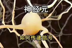 神经元是如何传递信号的 #神经元 #神经冲动 #动作电位 #神经信号视频封面