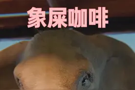 象屎咖啡：独特风味的奢华饮品 ‌ 视频封面