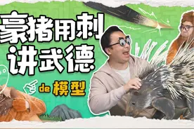 豪猪是鼠不是猪？战大猫的时候它的刺到底会不会发射？视频封面