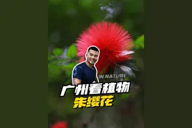 树上长出的毛茸茸，你怎么可以拒绝？！ @摄影师马锐 #自然里植物学社 #守护荒野 #科普 #dou爱送温暖视频封面