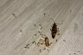 为什么蟑螂不能用脚踩？蟑螂断头后还能活一星期，真的可能会生出很多小蟑螂#蟑螂 #科普 #万万没想到