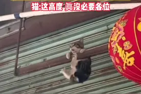 2月1日，广东广州。俩大哥高举衣服接住高空坠落幼猫，它在一声声哇哇哇中不得不坚持，目击者:他们举了很长时间。视频封面