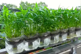如果你家有空油桶，赶紧学着种植空心菜，自动浇水，多茬采收！视频封面