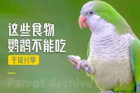 鹦鹉禁忌食物清单，这些食物鹦鹉千万不要吃