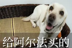 虽然眼睛看不到，但是照顾好导盲犬也不是一件难事。（问：所以那块东西到底是什么？？）#视障 #导盲犬 #开箱视频封面
