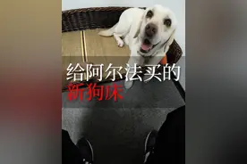 虽然眼睛看不到，但是照顾好导盲犬也不是一件难事。（问：所以那块东西到底是什么？？）#视障 #导盲犬 #开箱视频封面