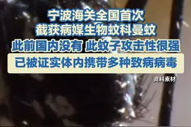 宁波海关全国首次截获病媒生物蚊科曼蚊，此前国内没有，此蚊子攻击性很强，已被证实体内携带多种致病病毒#毒蚊子 #蚊子贼多视频封面