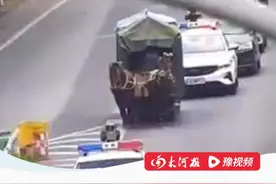 #大爷驾驶双“宝马”马车驶上快速通道 ，一大爷赶路回重庆的途中，驾着双马马车驶上城市快速通道，路上停车路边割草喂马，交警发现后护送他安全驶出视频封面