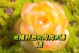2个月时间我们完成了猪肝色多肉，基础底色的改善 #多肉植物 #多肉养护 #多肉养护小技巧 #多肉浇水 #爱生活爱养花视频封面